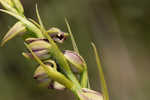 Giant orchid